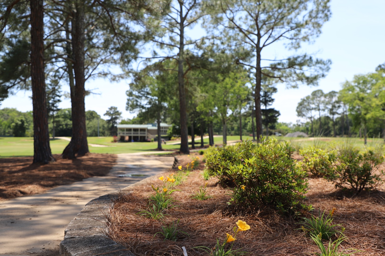 Landscaped walkway and pine trees near the golf course